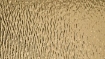 Obrázek Homapal 471/124 Alu Mirror Polished Cascade Goldtone 2440 x 1220 mm x 1.3 mm