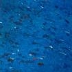 Obrázek Smile Plastics OCEAN  3000x1200x12 mm